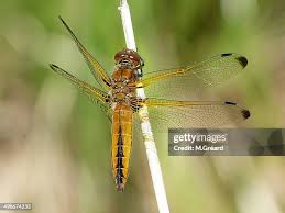 Attēlu rezultāti vaicājumam “Libellula fulva male”