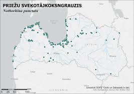Attēlu rezultāti vaicājumam “Nothorhina punctata”