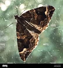 Attēlu rezultāti vaicājumam “Eulithis prunata”