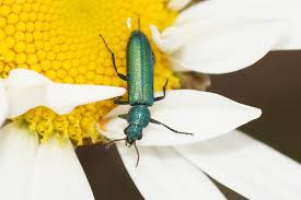 Attēlu rezultāti vaicājumam “Dasytidae”