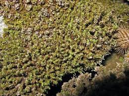 Attēlu rezultāti vaicājumam “Encalypta streptocarpa”