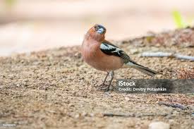 Attēlu rezultāti vaicājumam “Fringilla coelebs”