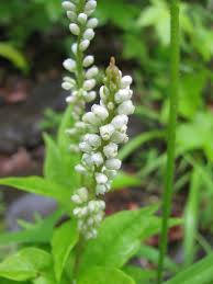 Attēlu rezultāti vaicājumam “Polygalaceae”