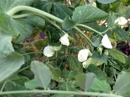 Attēlu rezultāti vaicājumam “Pisum sativum flower”