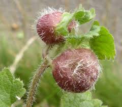 Attēlu rezultāti vaicājumam “Liposthenes glechomae”