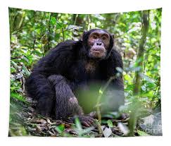 Attēlu rezultāti vaicājumam “Troglodytes troglodytes adult”