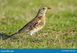 Image result for Turdus pilaris