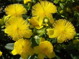 Image result for Johanniskraut