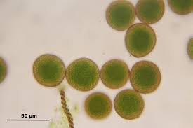 Attēlu rezultāti vaicājumam “Radula complanata”