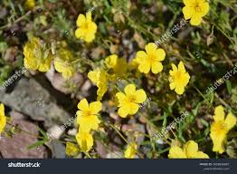 Attēlu rezultāti vaicājumam “Helianthemum nummularium”