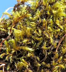 Attēlu rezultāti vaicājumam “Campyliadelphus elodes”