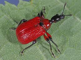 Attēlu rezultāti vaicājumam “Apoderus coryli”