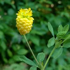 Attēlu rezultāti vaicājumam “Trifolium aureum flower”
