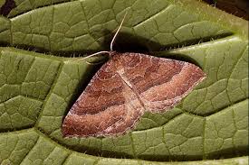 Attēlu rezultāti vaicājumam “Larentia clavaria”