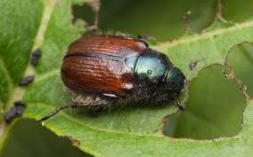 Attēlu rezultāti vaicājumam “Phyllopertha horticola imago”