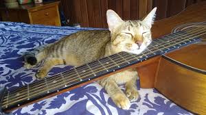 Image result for Cat sleeping in guitar