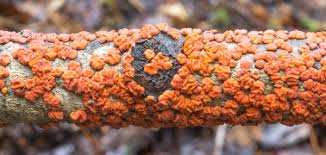 Attēlu rezultāti vaicājumam “Peniophora rufa”