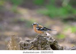 Attēlu rezultāti vaicājumam “Fringilla coelebs male”