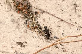 Attēlu rezultāti vaicājumam “Cicindela sylvatica”