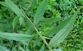 Attēlu rezultāti vaicājumam “Solidago canadensis leaf”