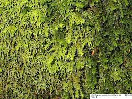 Attēlu rezultāti vaicājumam “Anomodon attenuatus”