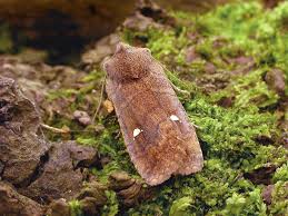 Attēlu rezultāti vaicājumam “Eupsilia transversa”