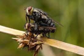 Attēlu rezultāti vaicājumam “Sarcophagidae”