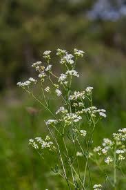 Attēlu rezultāti vaicājumam “Galium palustre leaf”