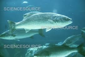 Image result for Morone saxatilis