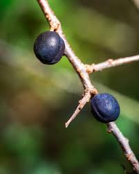 Attēlu rezultāti vaicājumam “Prunus spinosa fruit”