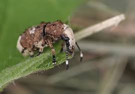 Attēlu rezultāti vaicājumam “Platystomos albinus”