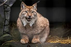Attēlu rezultāti vaicājumam “Lynx lynx”