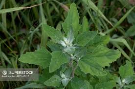 Attēlu rezultāti vaicājumam “Atriplex patula leaf”