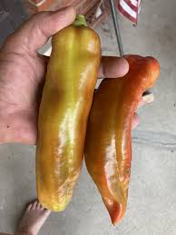 Afbeeldingsresultaat voor aconcagua sweet pepper