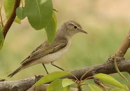Image result for Phylloscopus orientalis