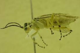 Attēlu rezultāti vaicājumam “Rhogogaster picta”