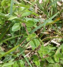 Attēlu rezultāti vaicājumam “Thymus pulegioides”