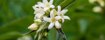 Attēlu rezultāti vaicājumam “Vincetoxicum hirundinaria flower”