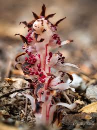 Attēlu rezultāti vaicājumam “Comatricha alta stalked”