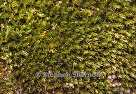 Attēlu rezultāti vaicājumam “Didymodon rigidulus”