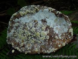 Attēlu rezultāti vaicājumam “Hypocrea pulvinata”