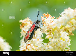 Attēlu rezultāti vaicājumam “Zygaena sp.”