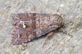 Attēlu rezultāti vaicājumam “Ceramica pisi”