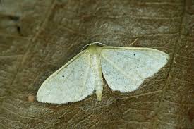 Attēlu rezultāti vaicājumam “Idaea sylvestraria”