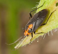 Attēlu rezultāti vaicājumam “Miridae”