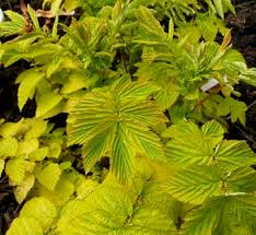 Attēlu rezultāti vaicājumam “Filipendula ulmaria  leaf”