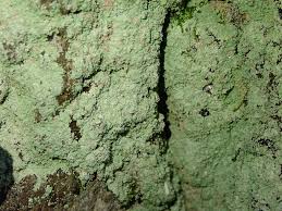 Attēlu rezultāti vaicājumam “Lepraria”