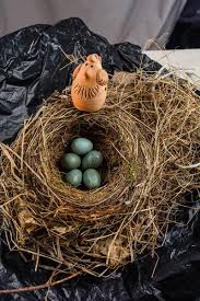 Attēlu rezultāti vaicājumam “Turdus merula eggs”