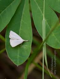 Attēlu rezultāti vaicājumam “Polypogon tentacularius”