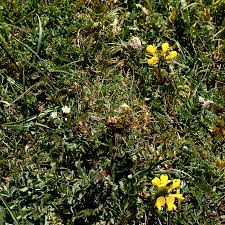 Attēlu rezultāti vaicājumam “Linum catharticum flower”